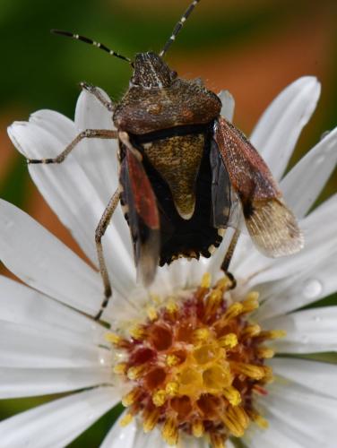 Réf. 311 076 : Dolycoris baccarum